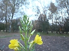 NATUURTUIN