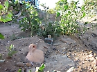 zomer 2010: oud spul uit 1890 in de grond Brederostraat