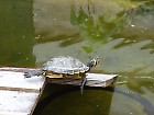 schildpad