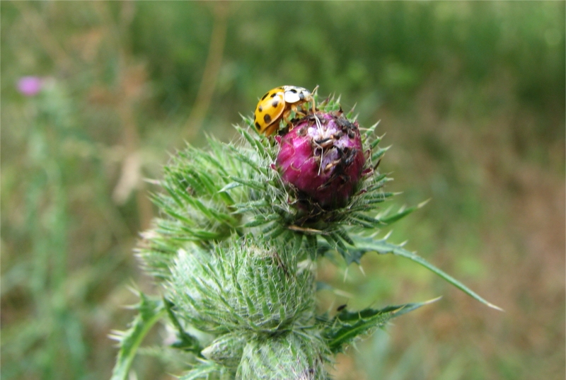 Natuur